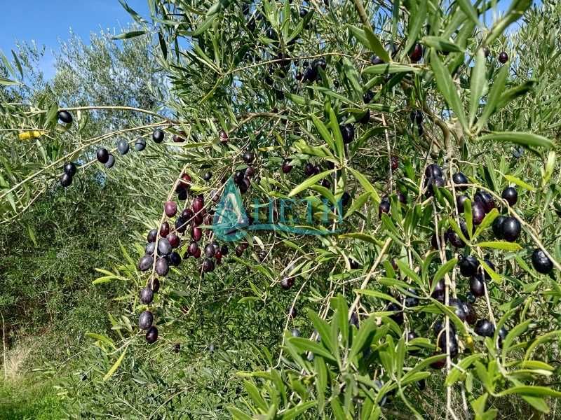 Продава се Парцел в София, Гео Милев - 2000 кв.м за 8 €/кв.м - Снимка #4