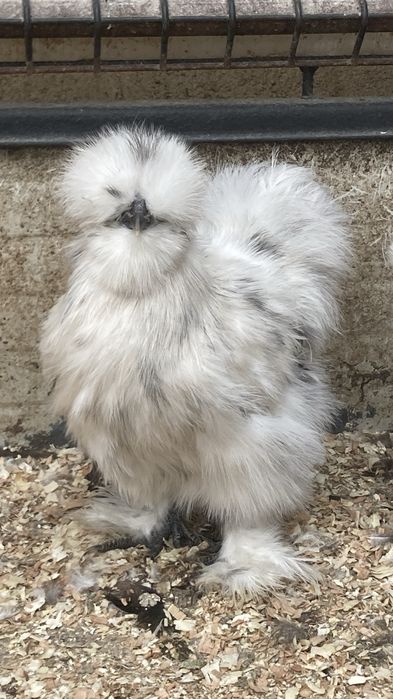 Matase japoneza 2024