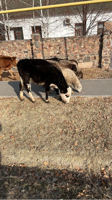 3 Бұзау сатылады