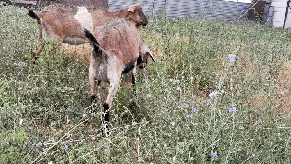 Ешкі сатылады тұқымды