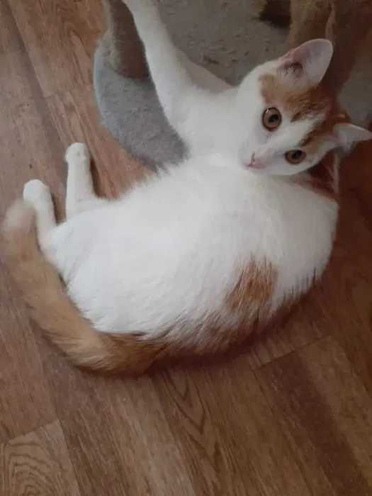 Отдам в добрые ручки. Доставка по городу.