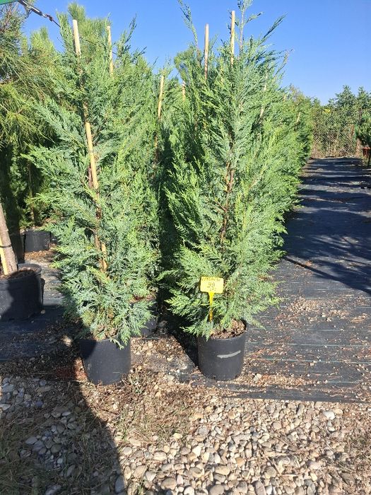 Vând Leilandy chiparos la oferta