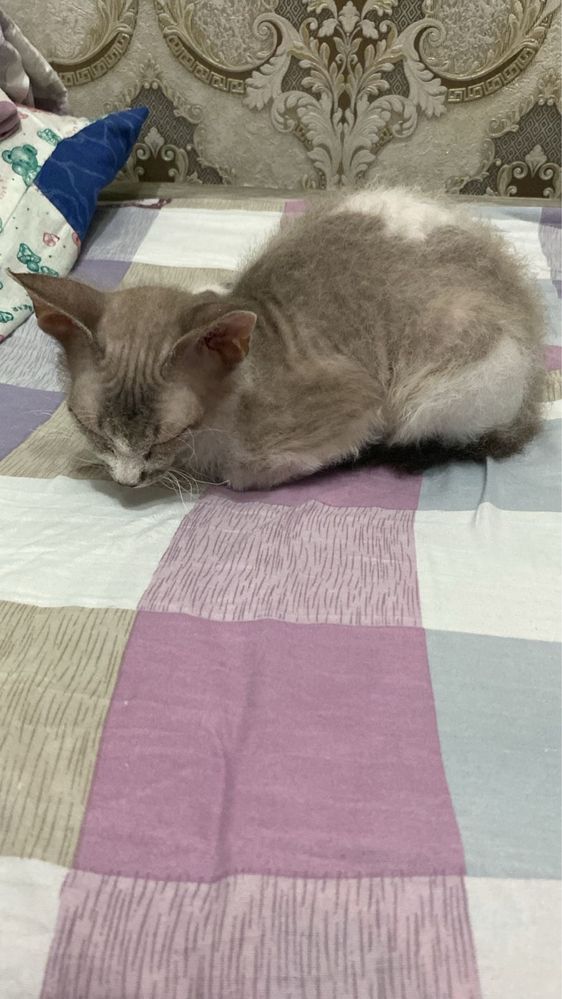 Девон рекс котенок