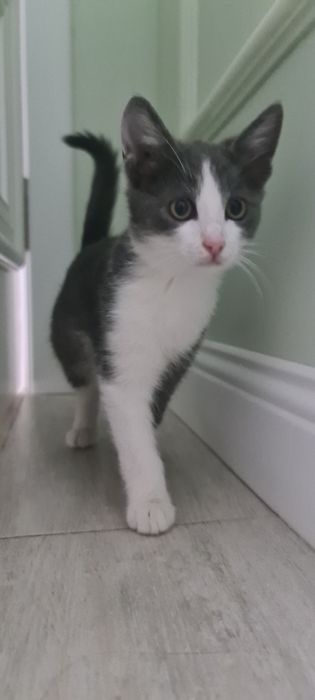 Котята бесплатно