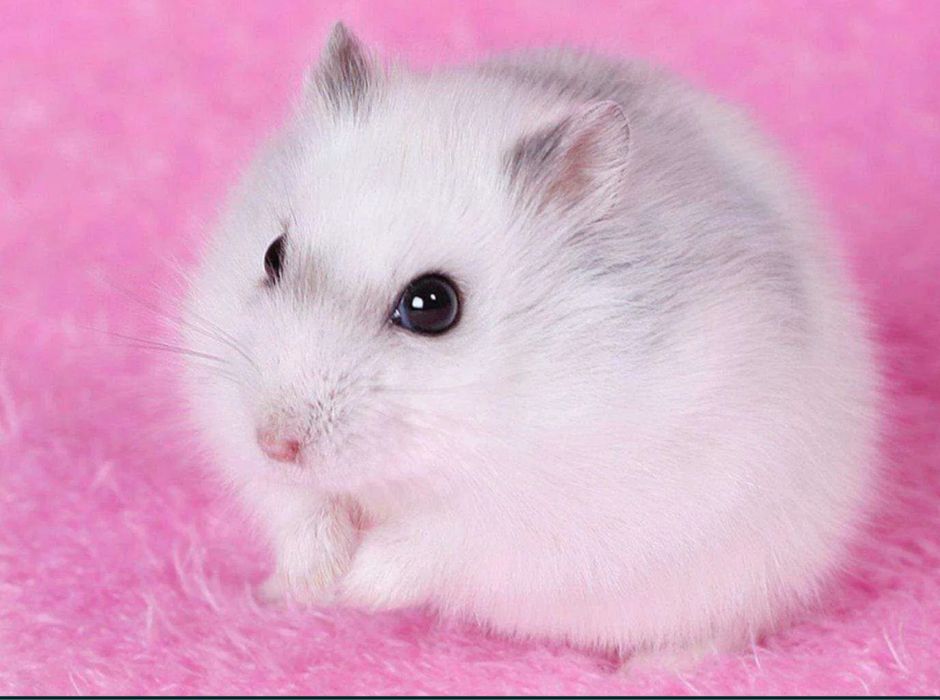 Джунгарский хомячки