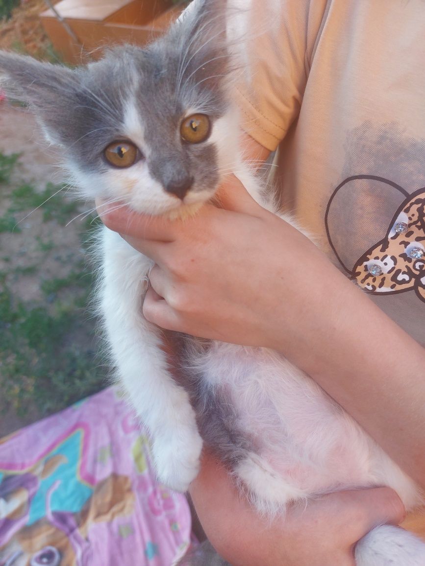 Пристроить котенка