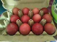 Oua de găini Marans