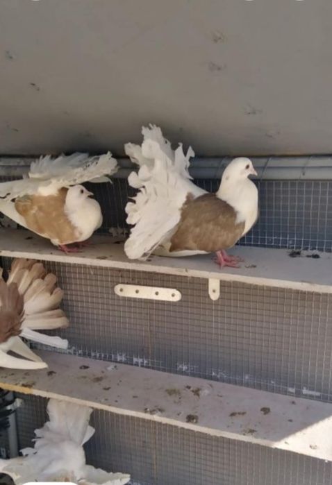 Продавам Фенерлии.