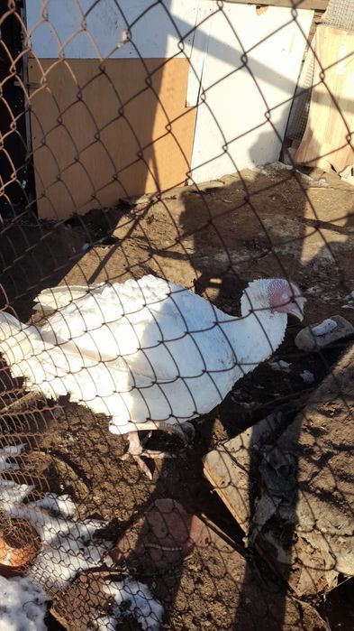 Продам домашнюю птицу