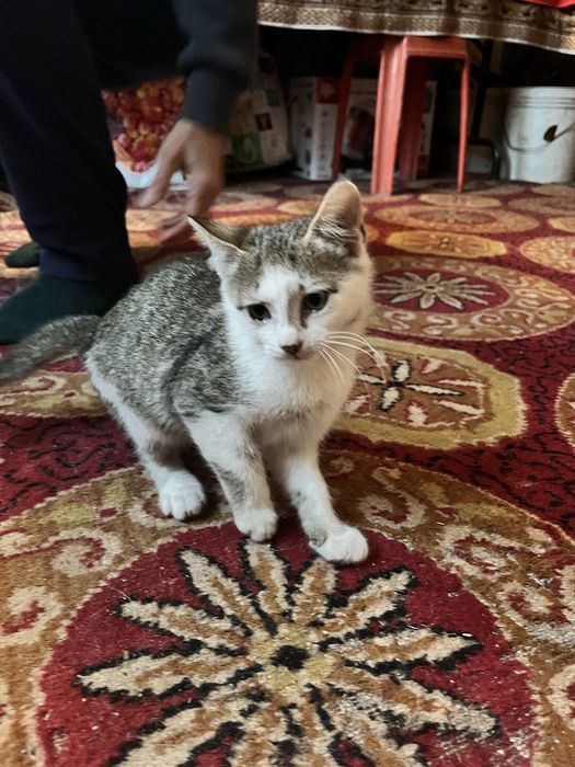 Donez pui de pisică