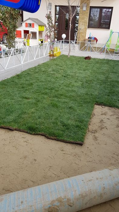 Chiparos/ tuia smarald columna Magnolia brazi pin, Salcie pletoase