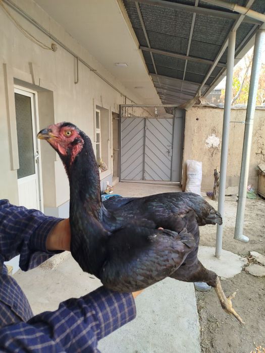 Toza koreya tovuq sotiladi