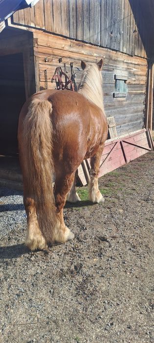 Iapa de pădure cuminte