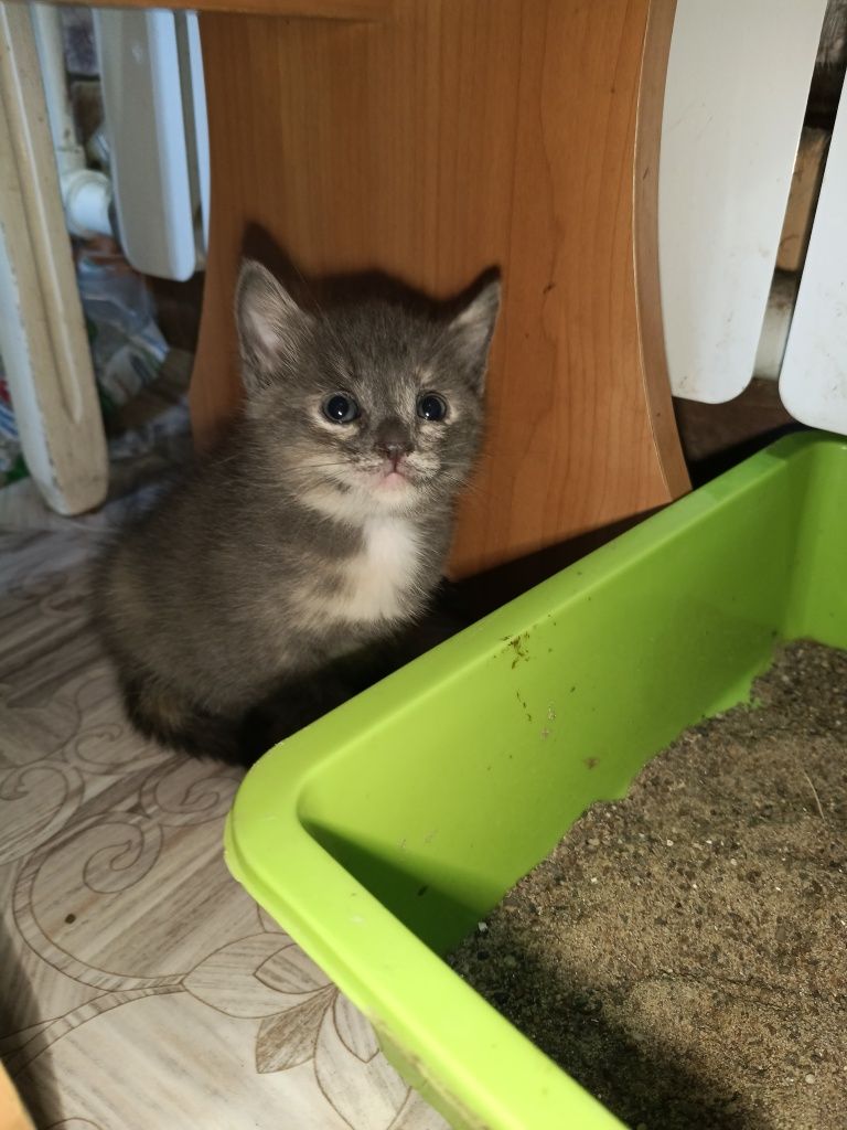 Прекрасные котята