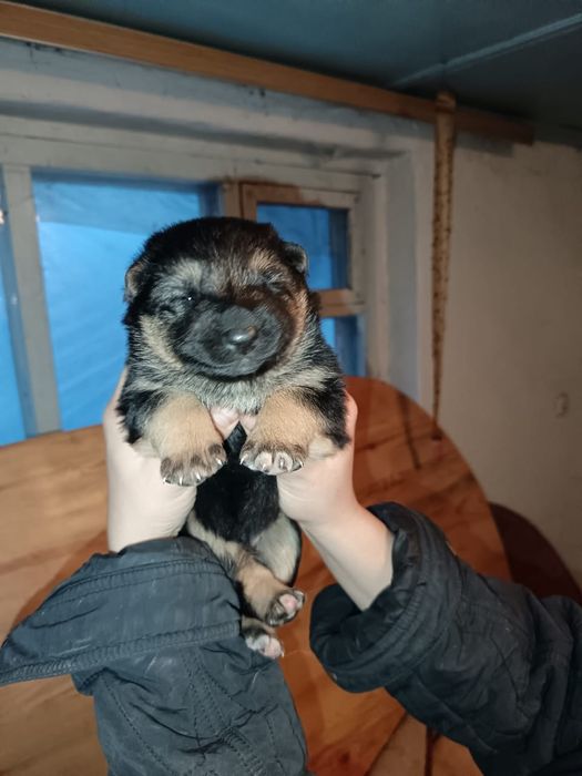 Щенки немецкой овчарки