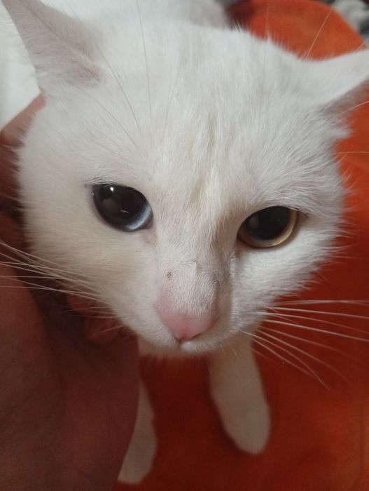 Zotdor mushuk koʻzi ikki xil