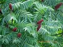 Рустифина (Rhus typhina), влакнест шмак дръвче , фиданка , дръвче