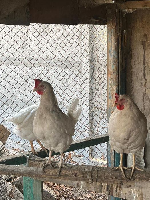 Курица продам мм