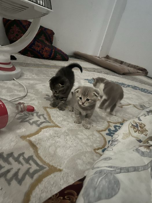 Пародис кошки для подарки