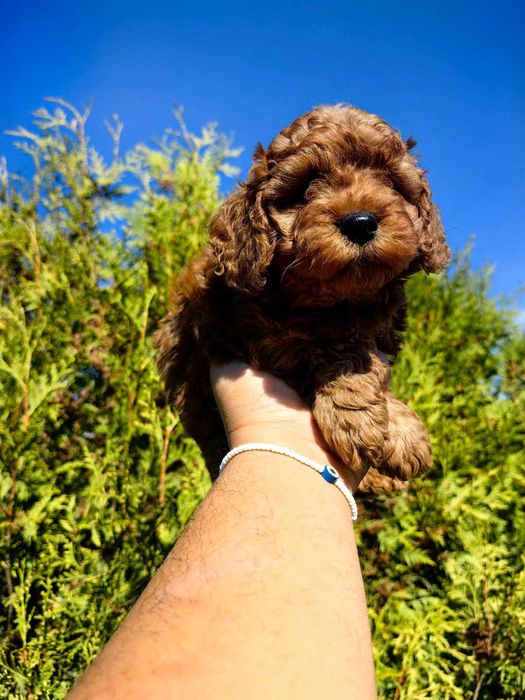 1 момче Той Пудел