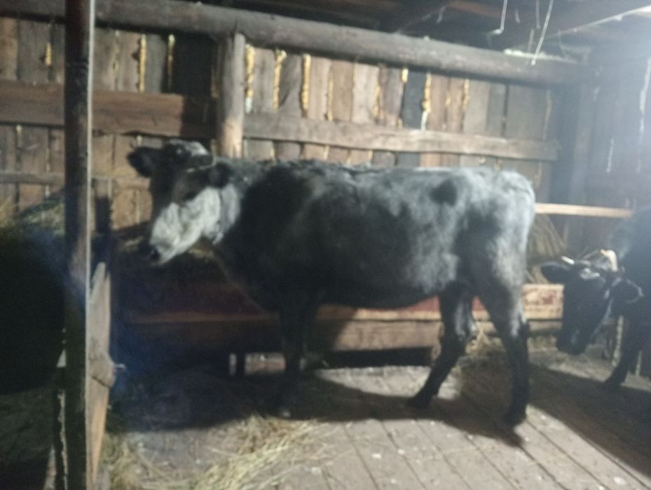 продам молодняк 1.5 год