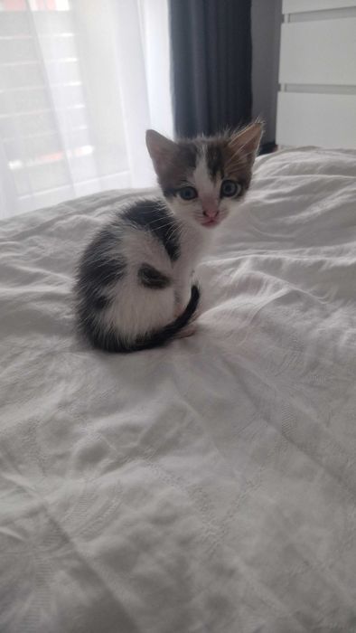 Adoptie pisica Brasov
