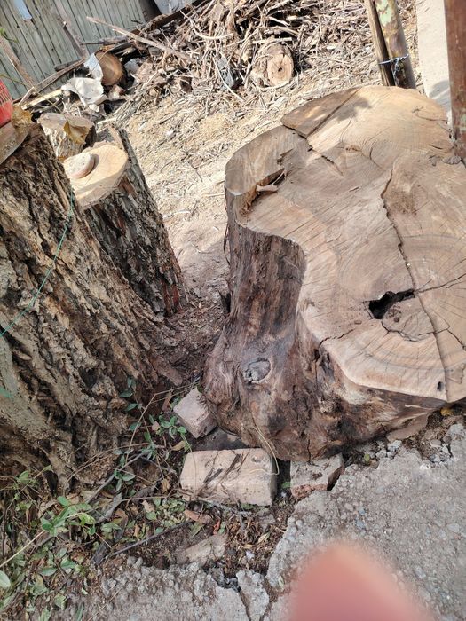 Орешина дрова срубленная