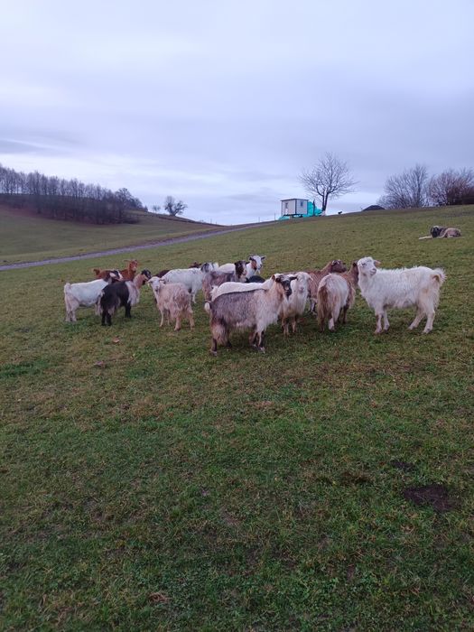 Vând capre gestante