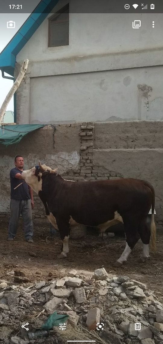 Zottor buqa ,xokiz