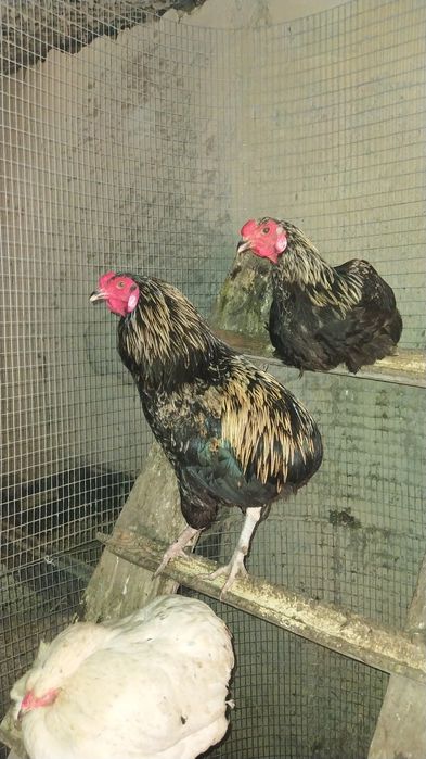 Продам молодых петушков и индоуток