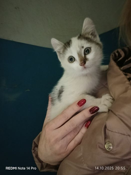СРОЧНО отдам котенка