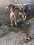 Vand dou vitele un de Vaca și un de bivol ai de bivol Mai sugi la bivo