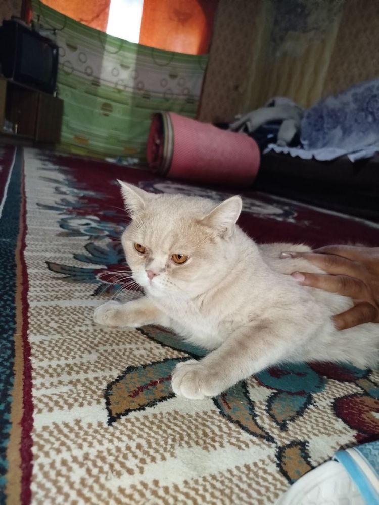 Скотшстрайт ўғил мушук сотилади 8 ойлик