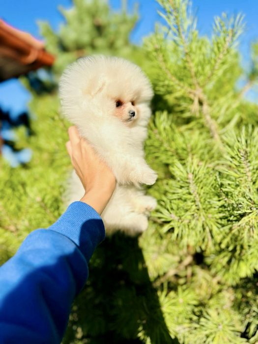 Pomeranian Spitz mini