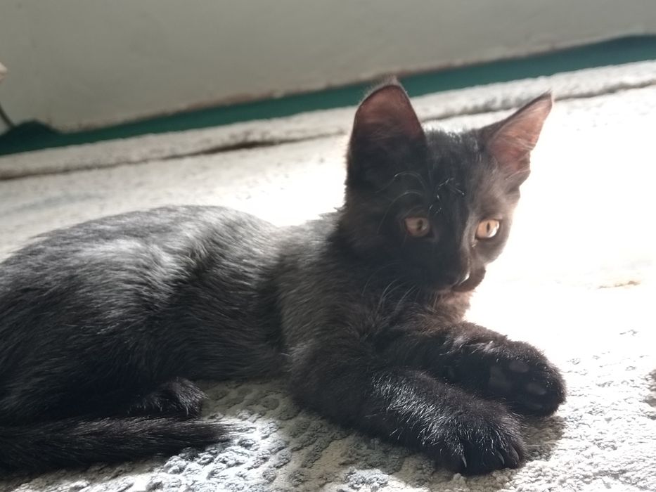 4 oylik mushukchalar mehribon qo‘llarga beriladi.