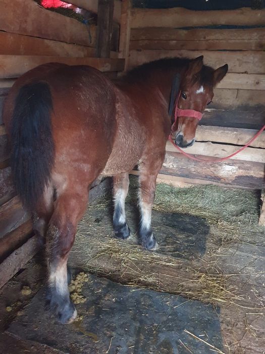 Vnd mnza de 6 luni  di cai grei