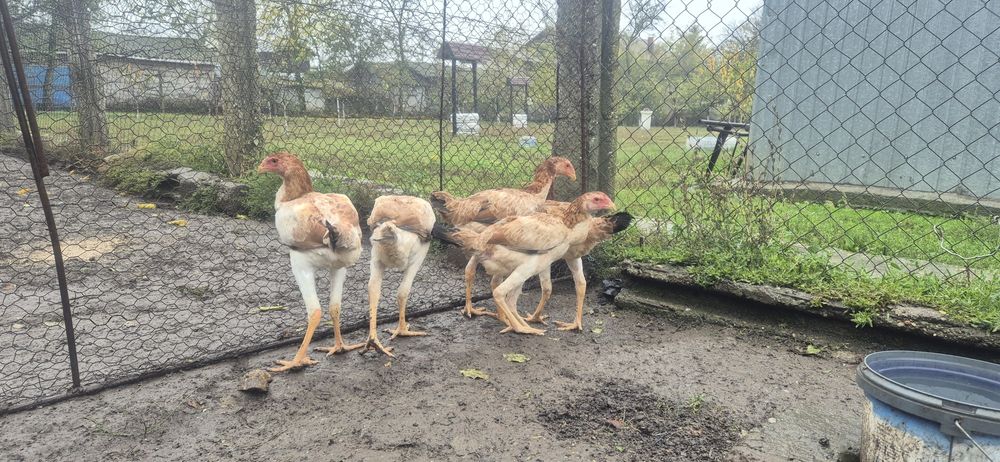 Perechi combatant malaez