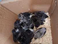 Pui australorp la 3 saptamani