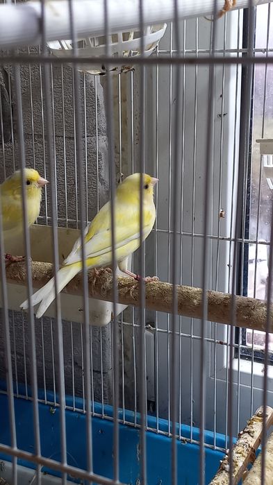 Canari Rolleri pe galben