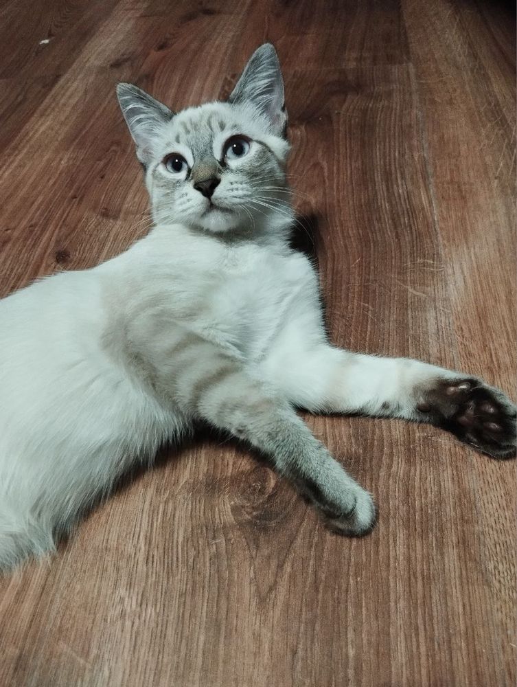 Котенок мальчик в добрые и ответственные руки!