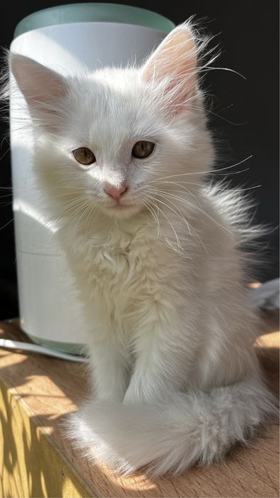 Кошка бесплатно