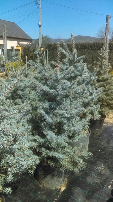 Brad argintiu hopssi