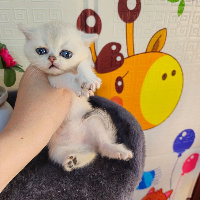 Котята шиншиллята