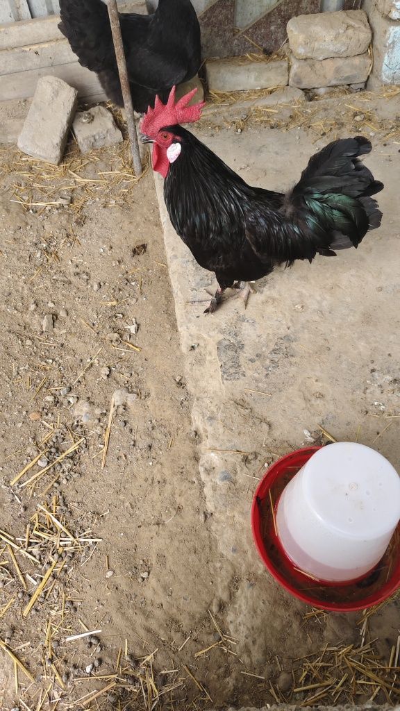 Xoroz sotiladi yoliy tovuqa barter qlamiz