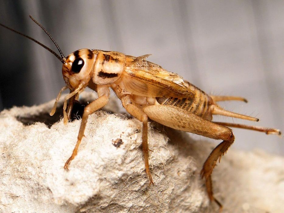 Домовые сверчки.