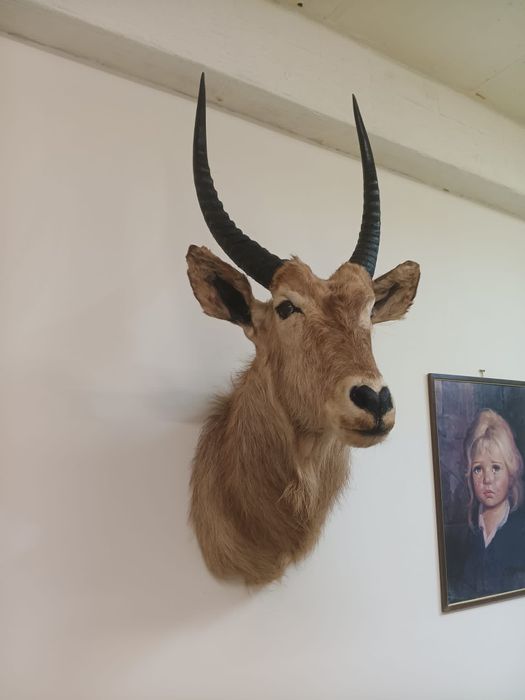 Воден козел трофей