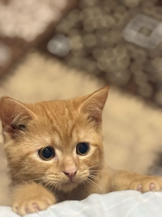 Котёнок мальчик отдадим в хорошие руки