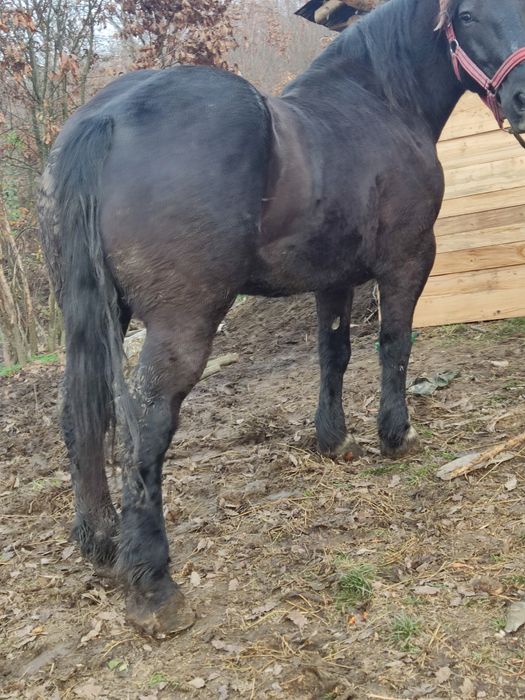 Vând iapa asta de cinci ani