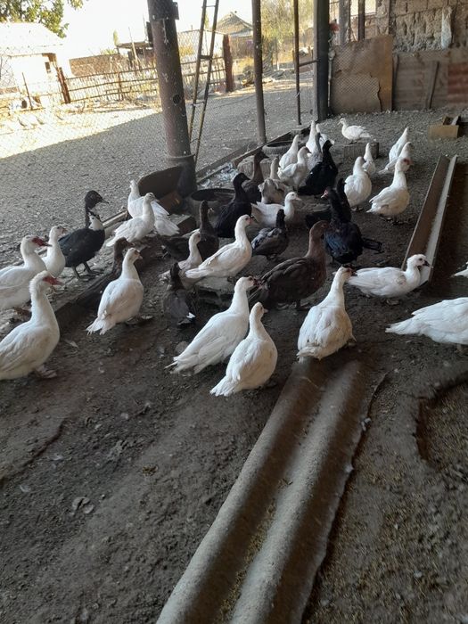 Продаются индоутки измуруд