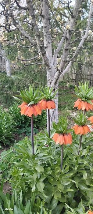 Schimb / vand casă în Corbu 60m / 964 m – O adevărată grădină botanică